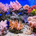 The coral reefs of